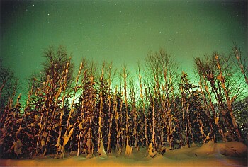 Nordlicht hinter dem Wald